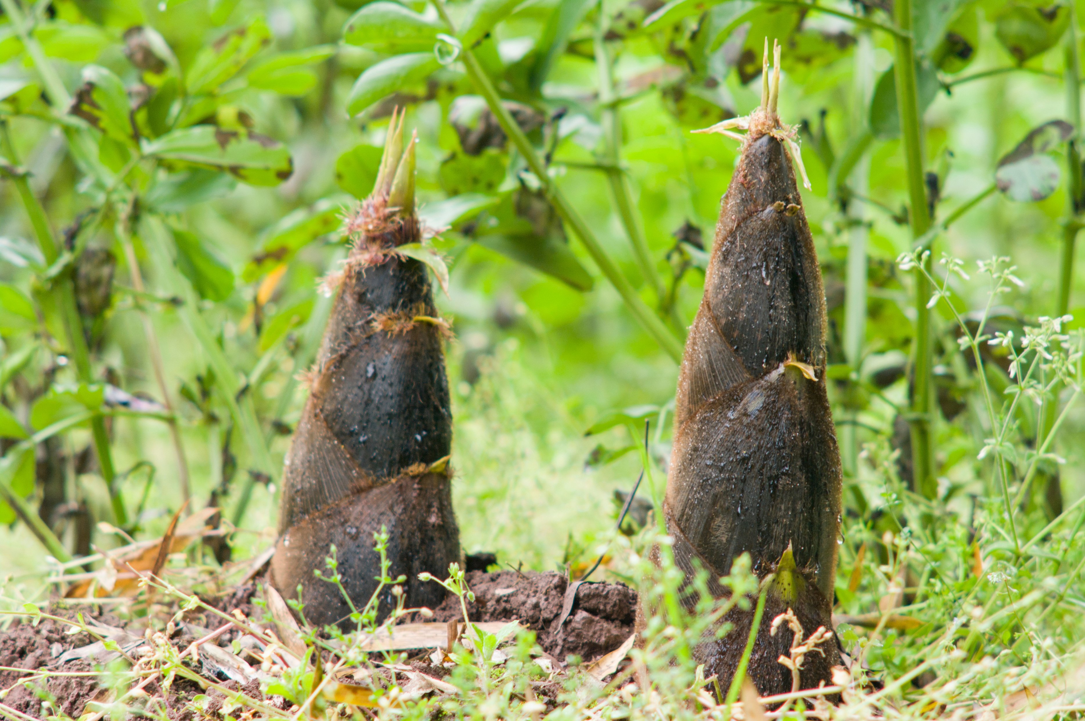 bamboo shoots